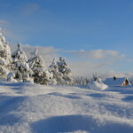 Fresh snow covering landscape