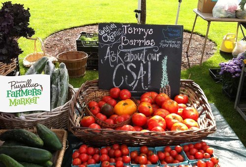 fresh tomatoes